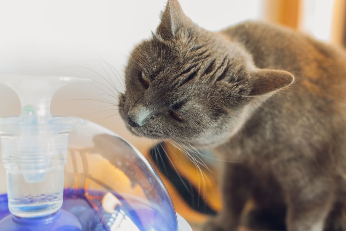 su pınarından su içen kedi