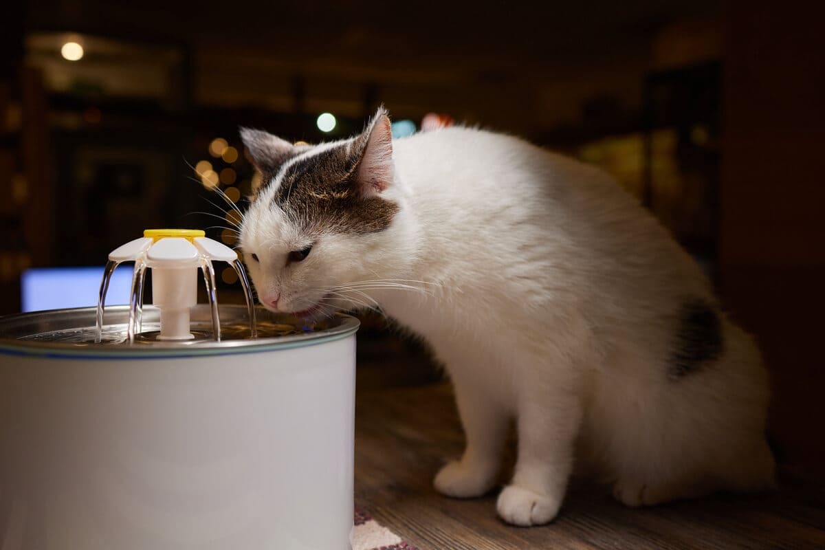 su pınarından su içen kedi