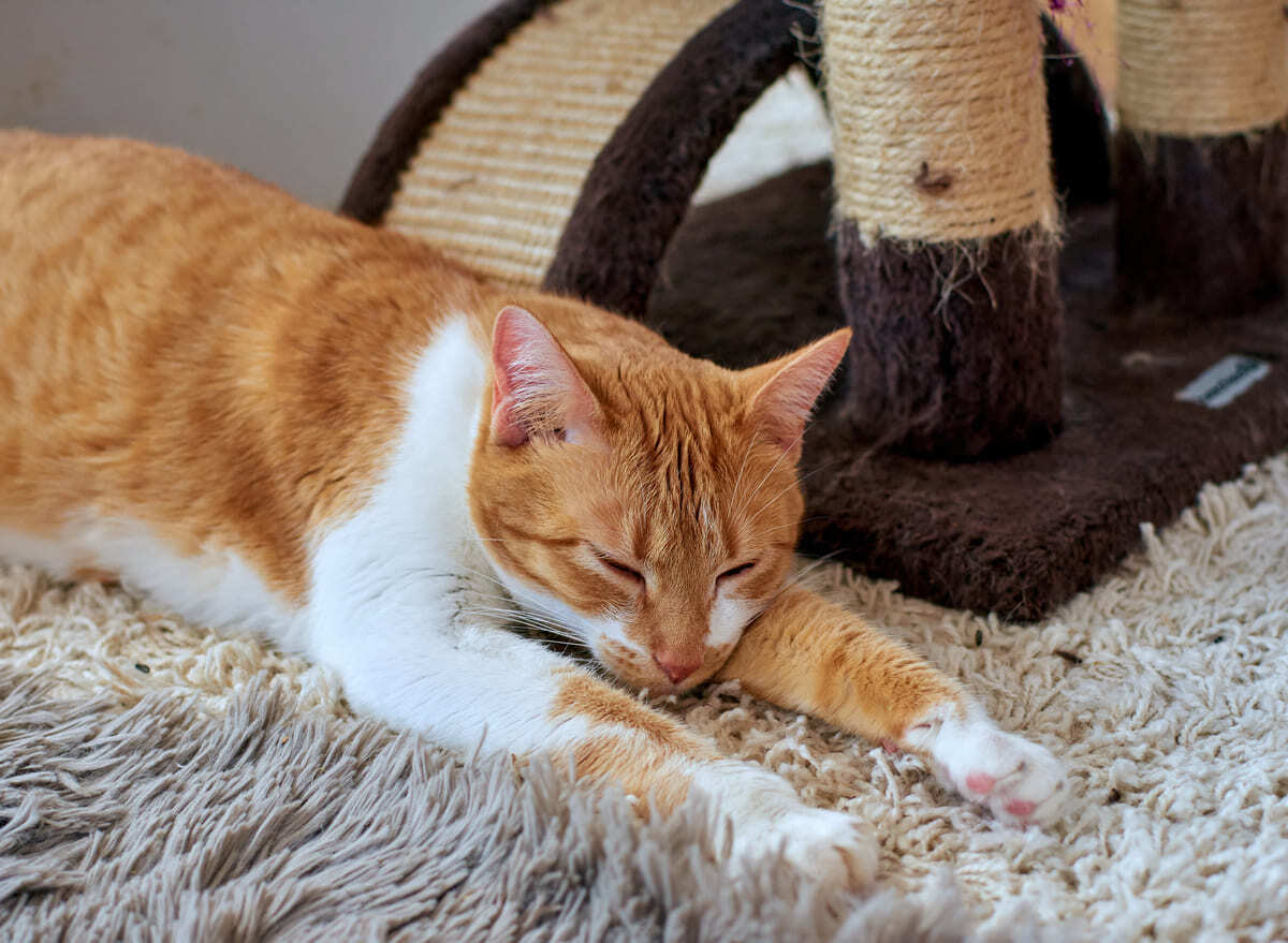 Superman pozisyonunda yatan kedi
