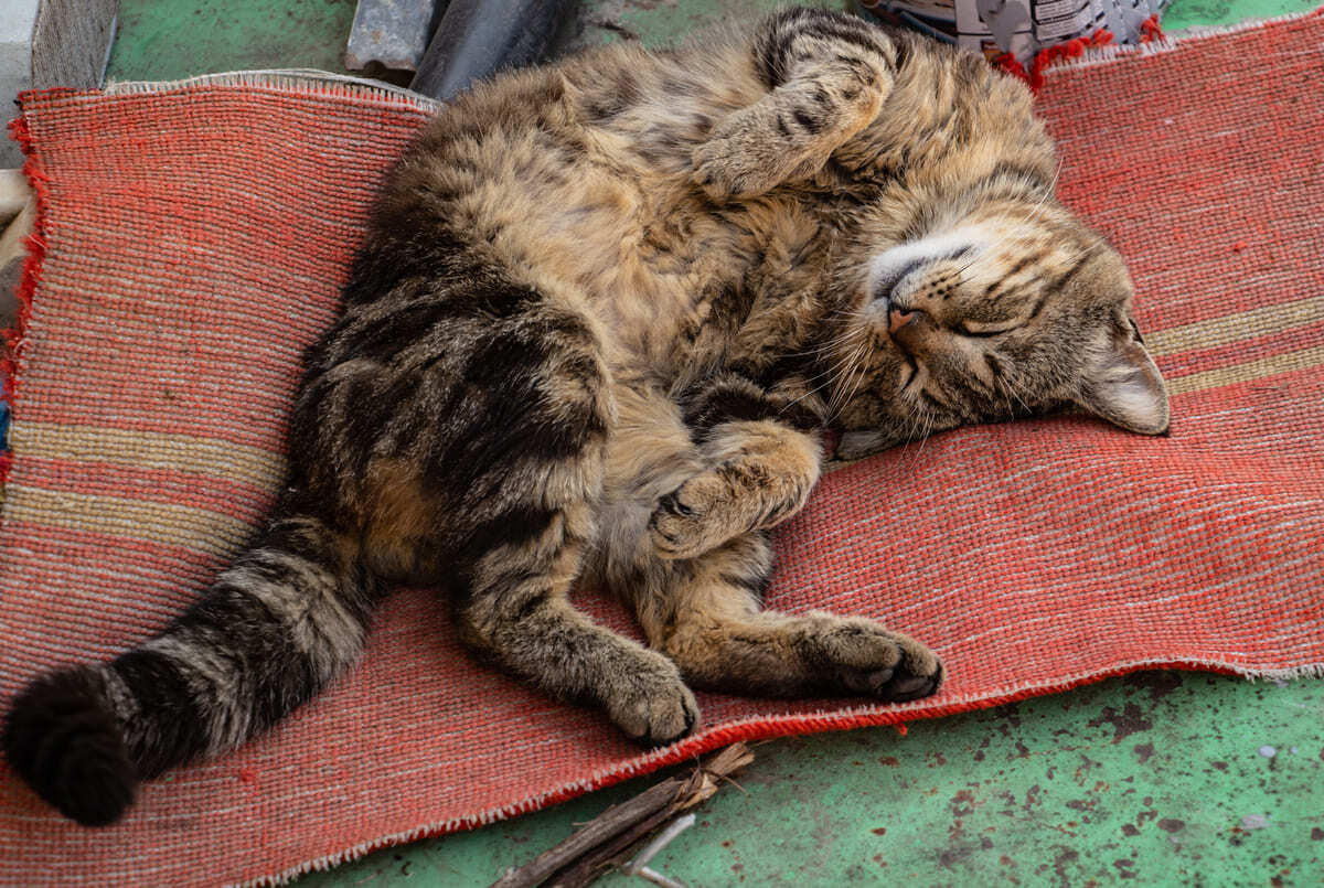 göbeği açık yatan kedi