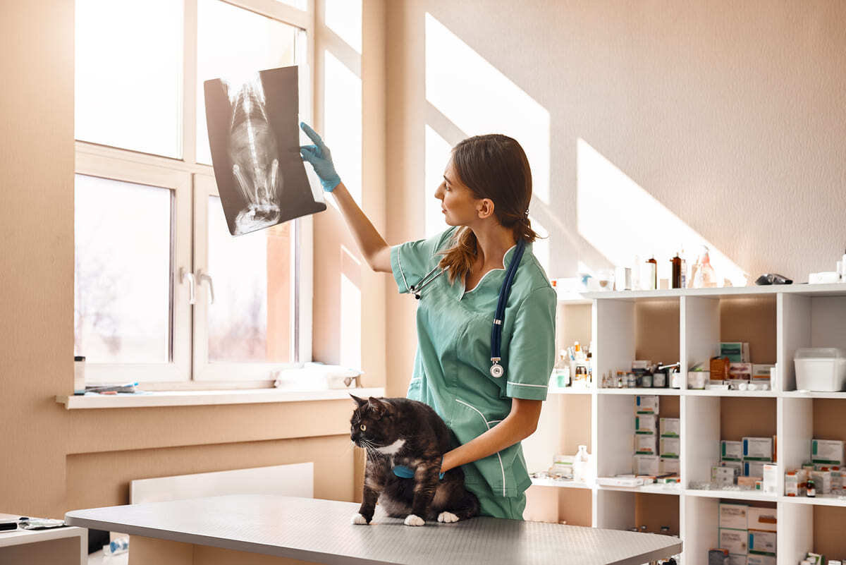 röntgeni incelenen kedi