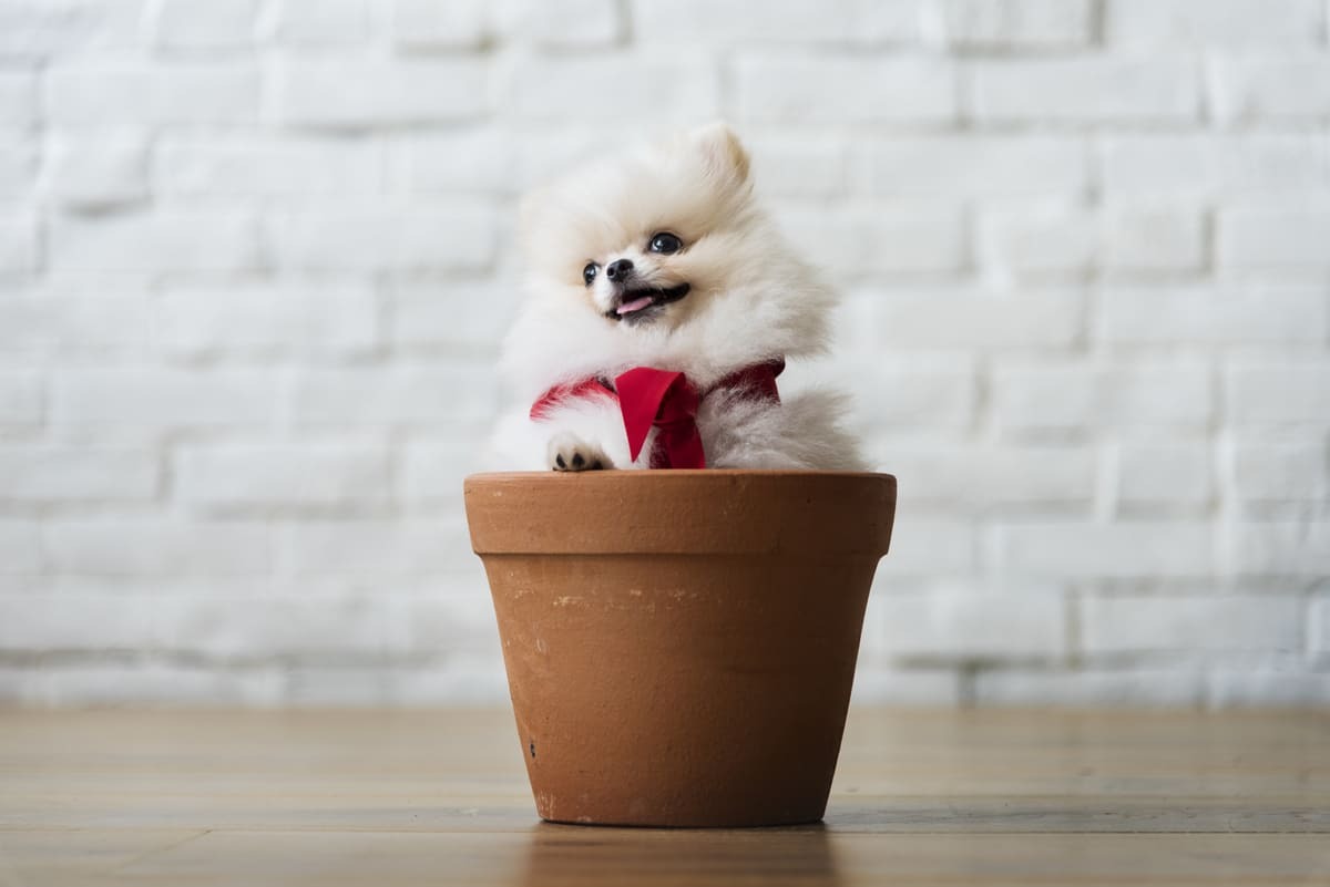 minyatür saksıda duran küçük ırk köpek