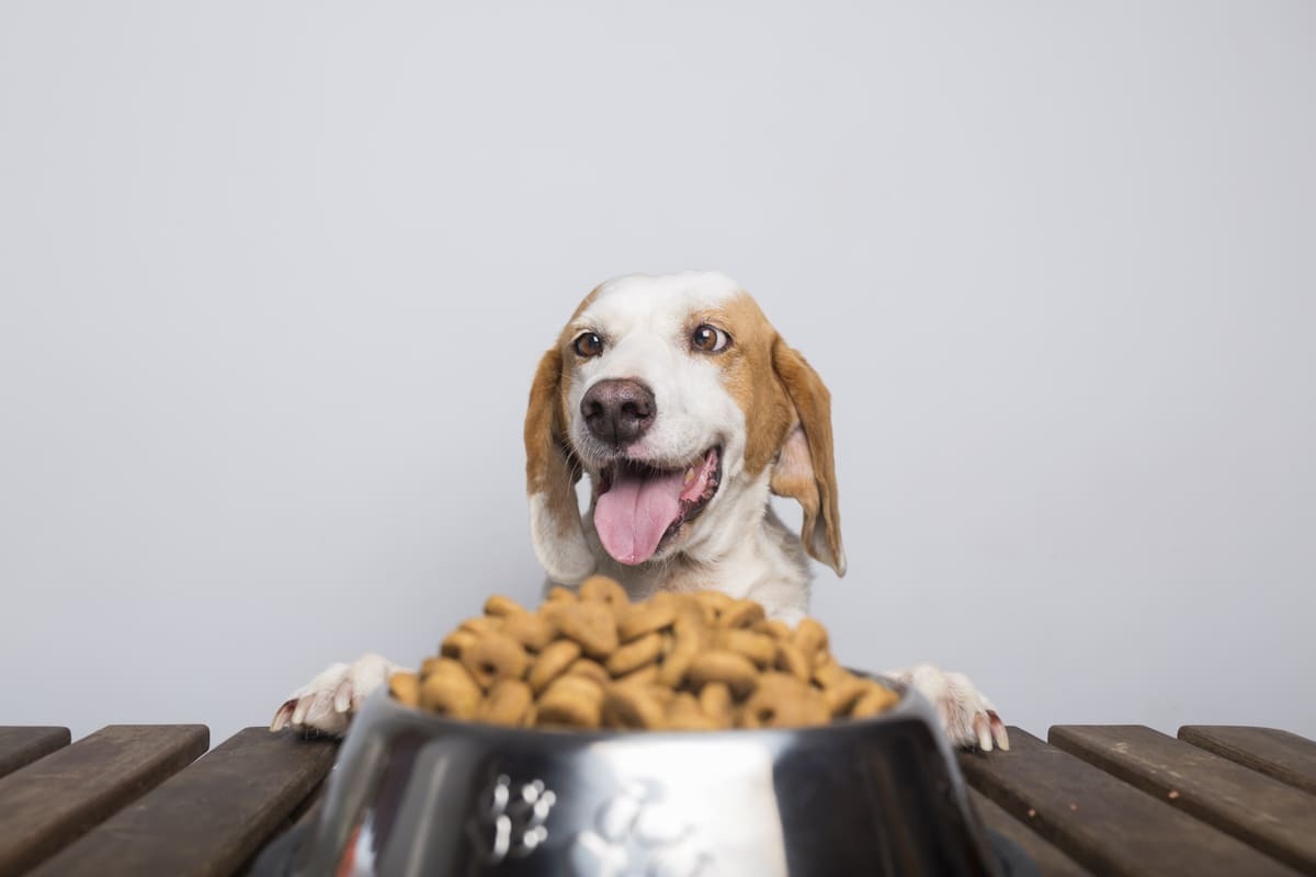 mama kabının önünde heyecanla duran köpek
