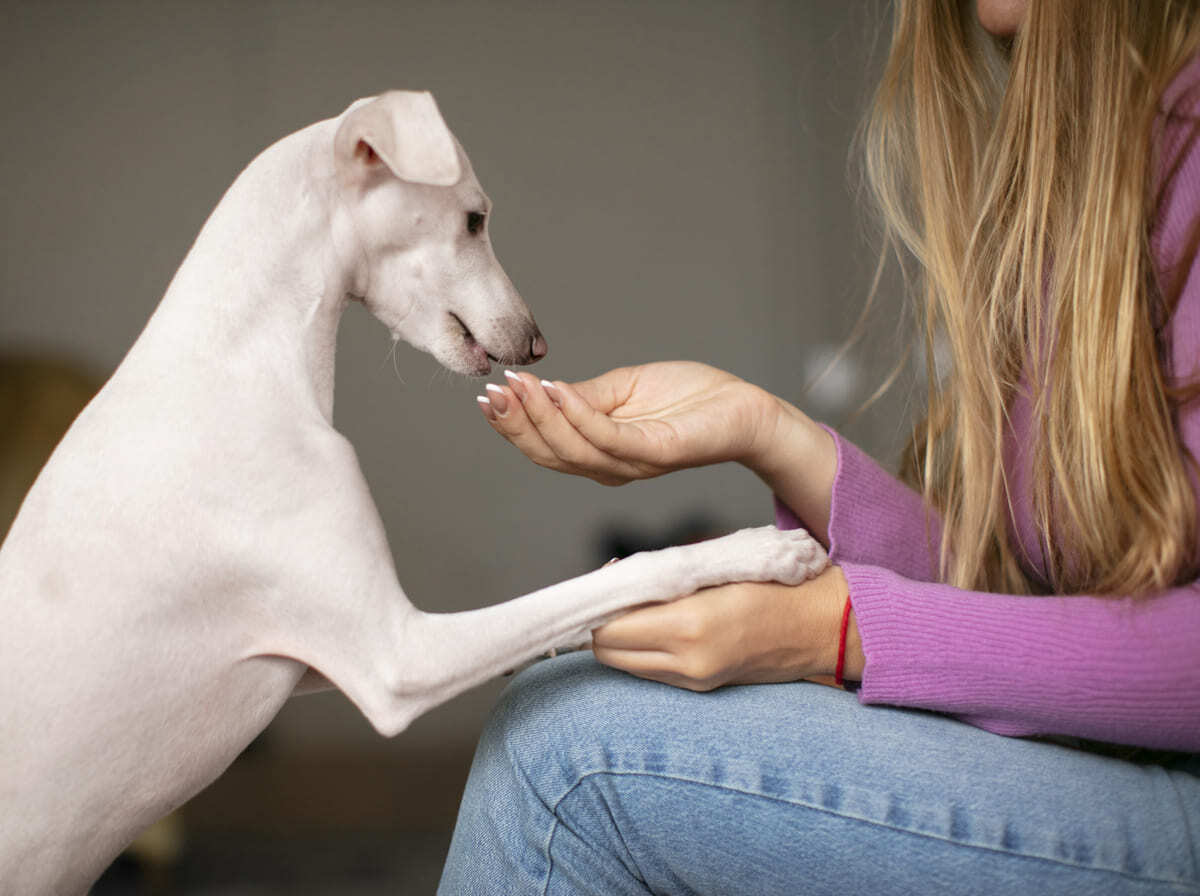 sahibinin elinden ödül maması alan köpek