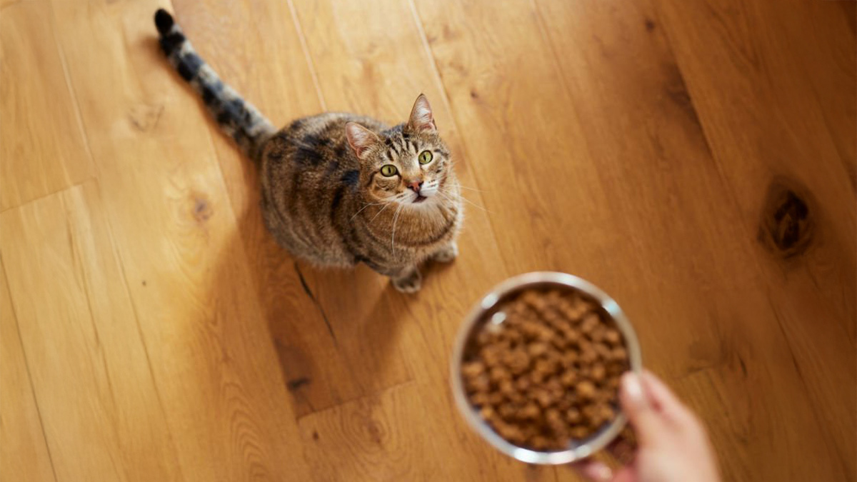 Tekir-Kedi--beslenme.jpg