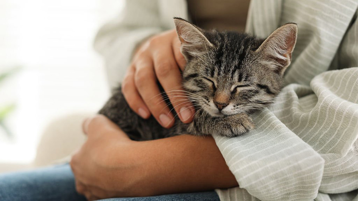 Tekir-Kedi--kedi-bakımı.jpg