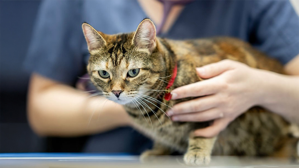 Tekir-Kedi--kedi-sağlık-sorunu.jpg
