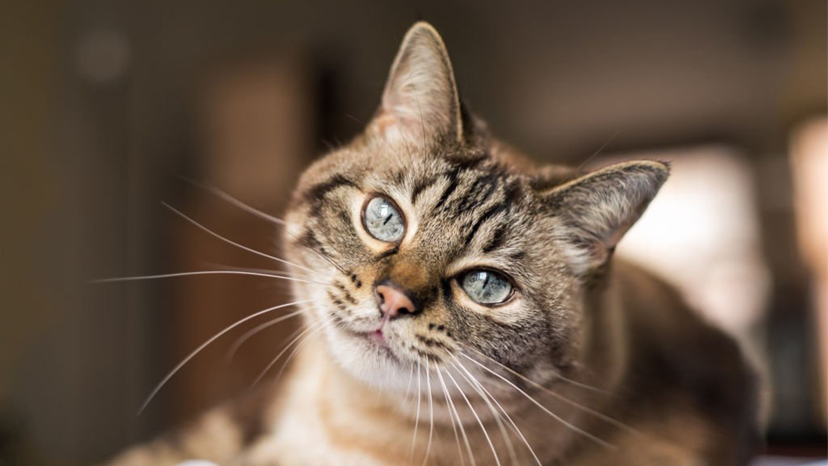 Tekir-Kedi1.jpg
