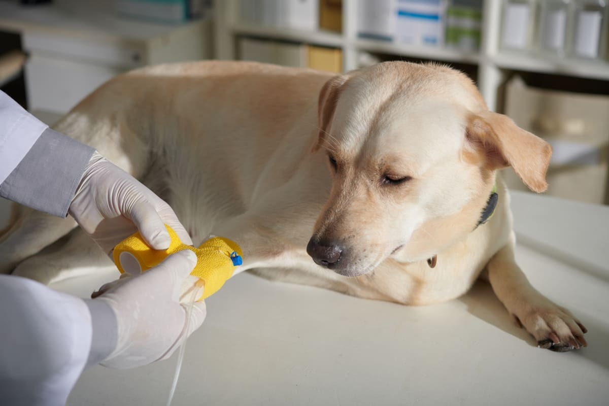 serum yapılan büyük ırk köpek