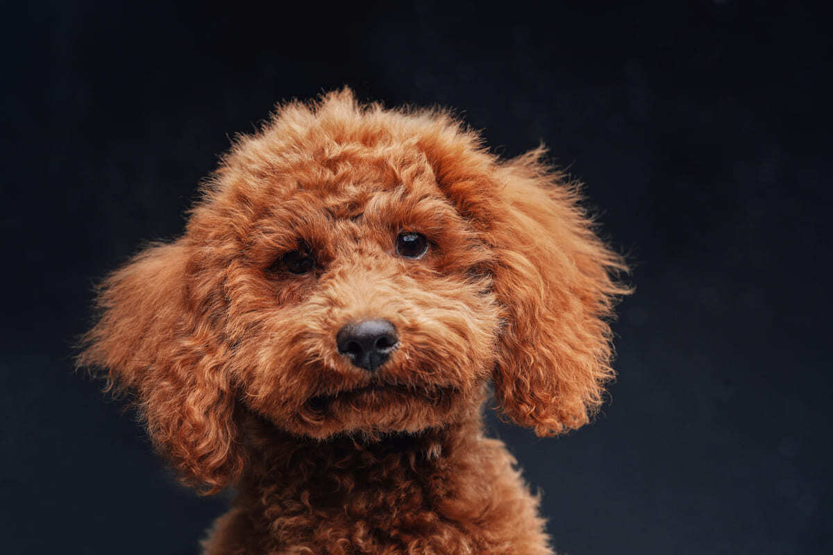 toy poodle