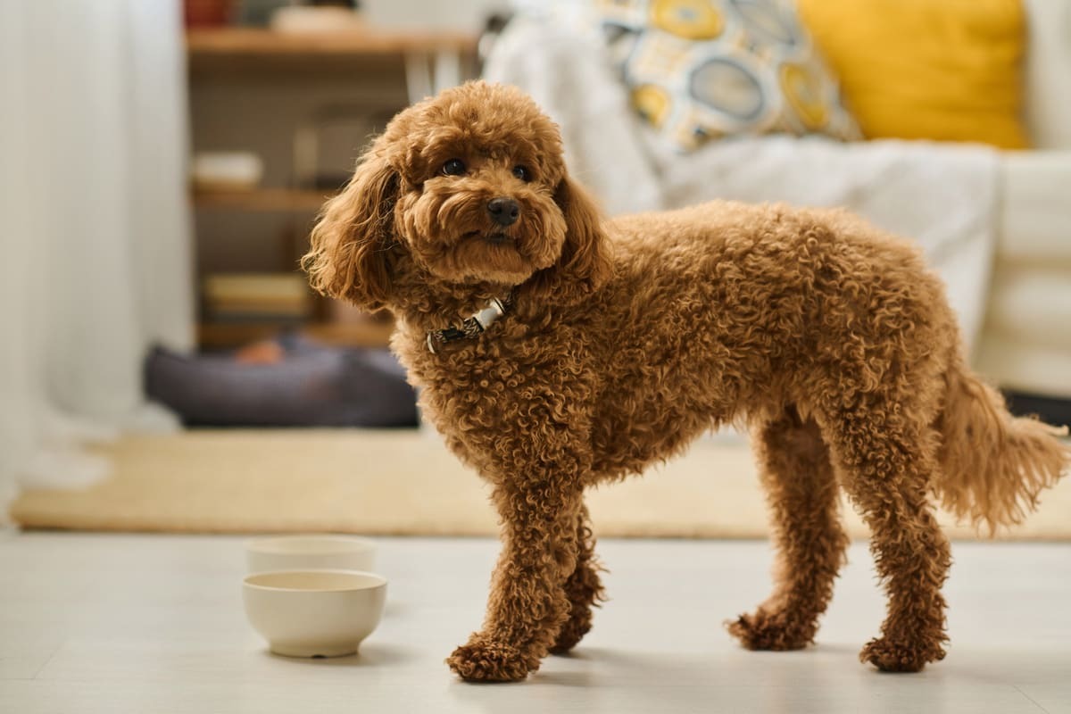 mama kabının yanında etrafına bakınan köpek