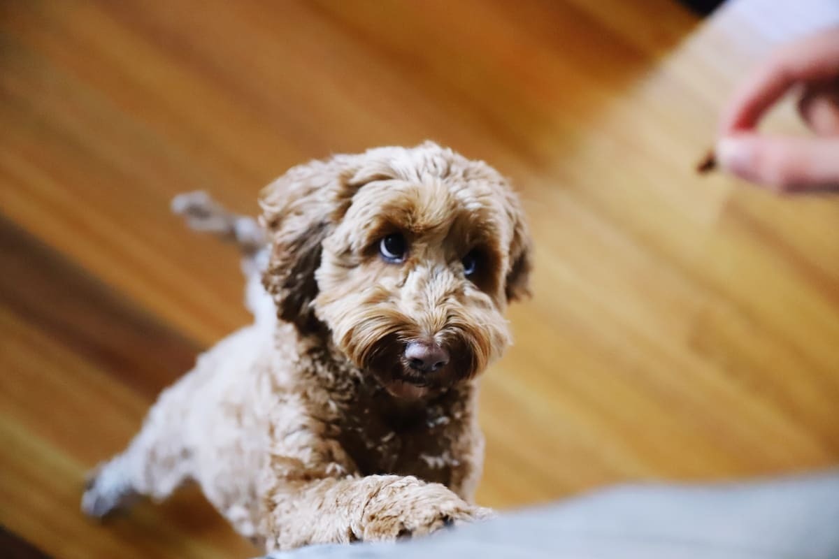 Toy-Poodle-Köpeği-Ne-Yer-Nasıl-Beslenmeli.jpg