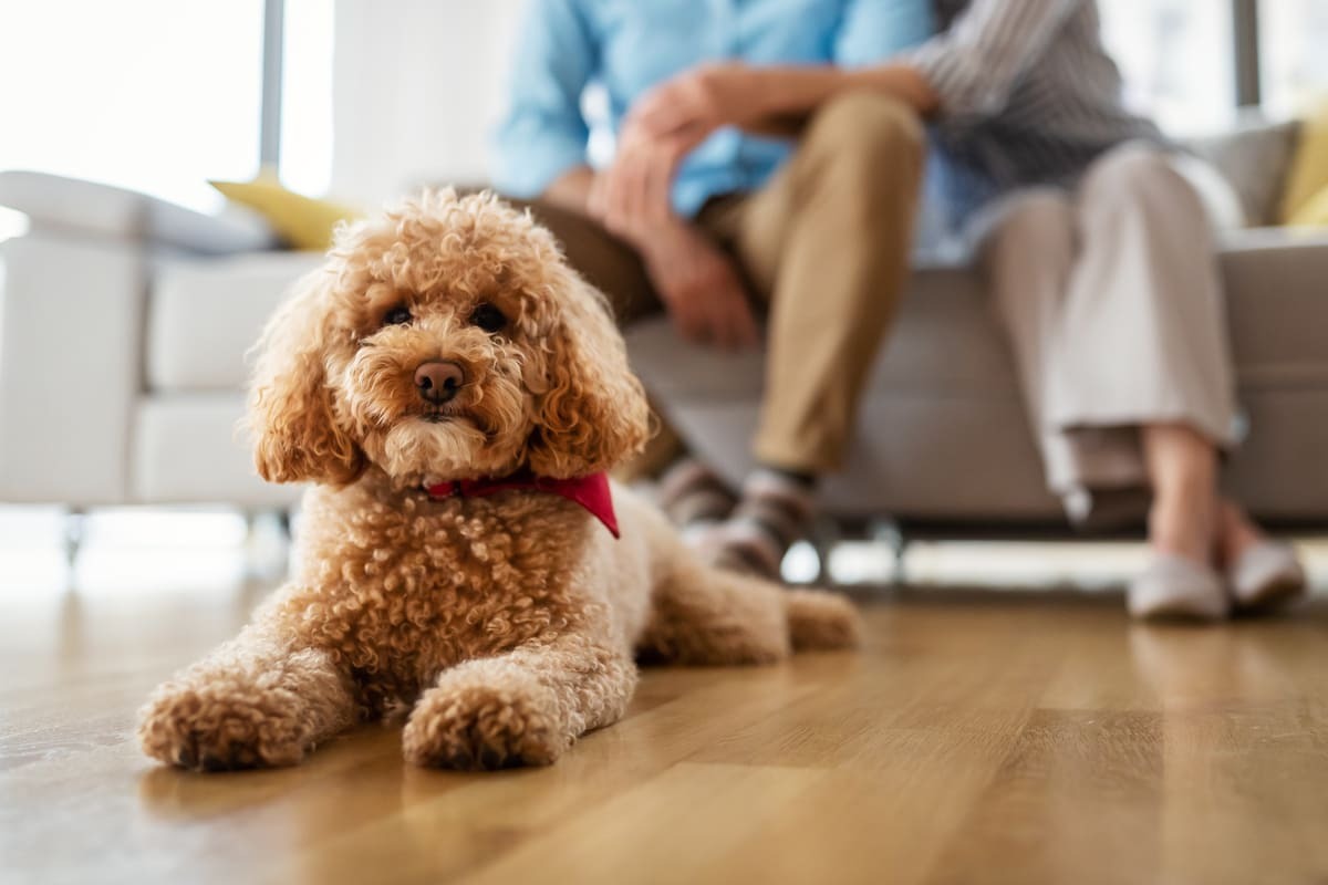 yerde yatan toy poodle