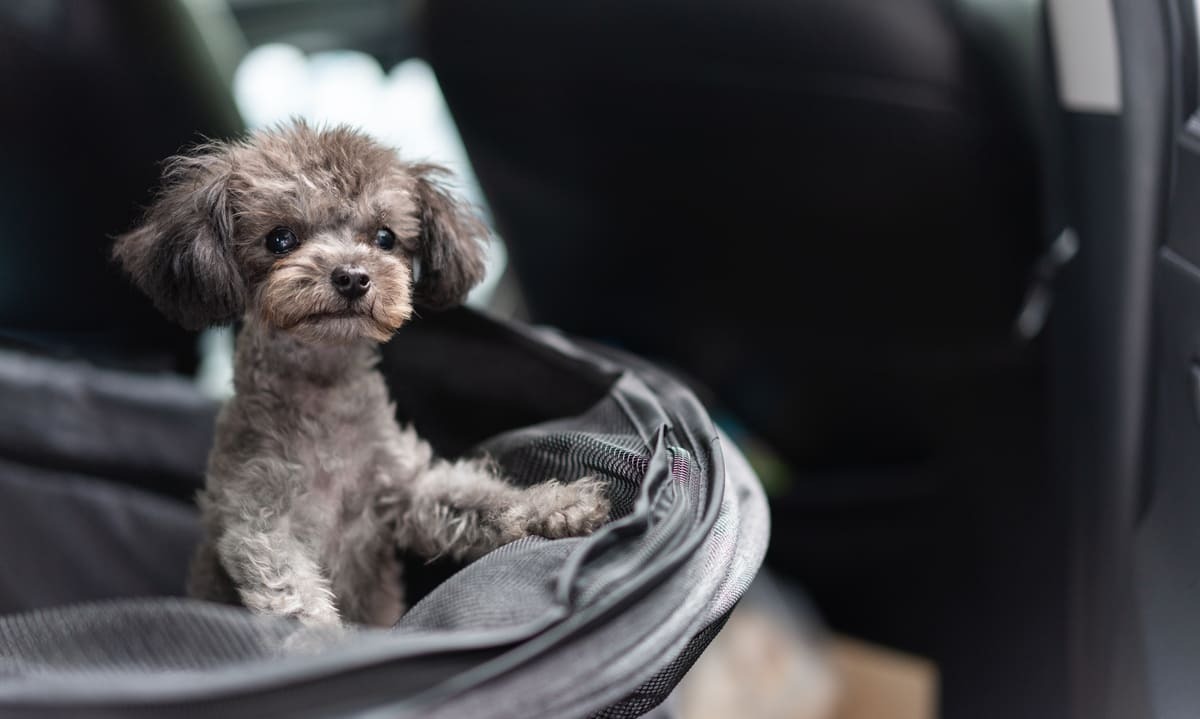yavru toy poodle