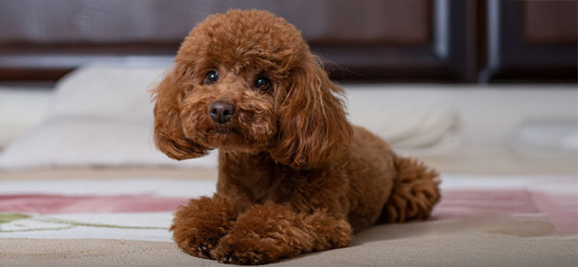 Toy-Poodle-ve-Bakımı-2.jpg