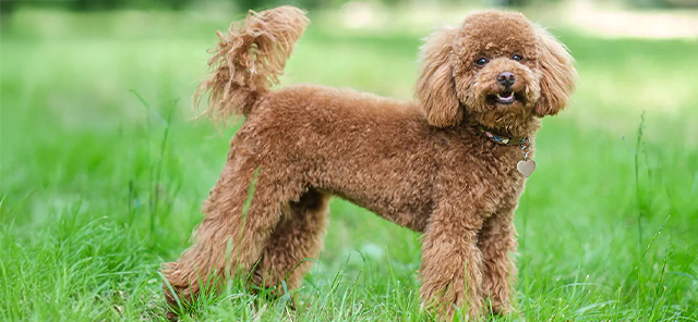 Toy-Poodle-ve-Bakımı3.jpg
