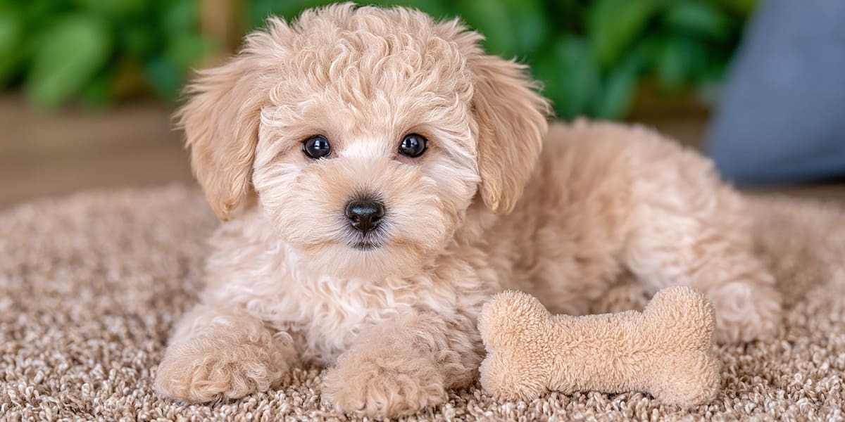 Toy-Poodle