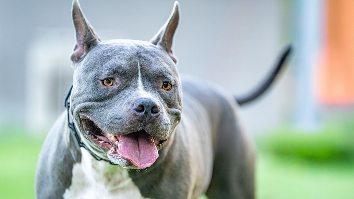 Türkiyede-Yasaklı-Köpek-Irkları---amerikan-pitbull-terrier.jpg