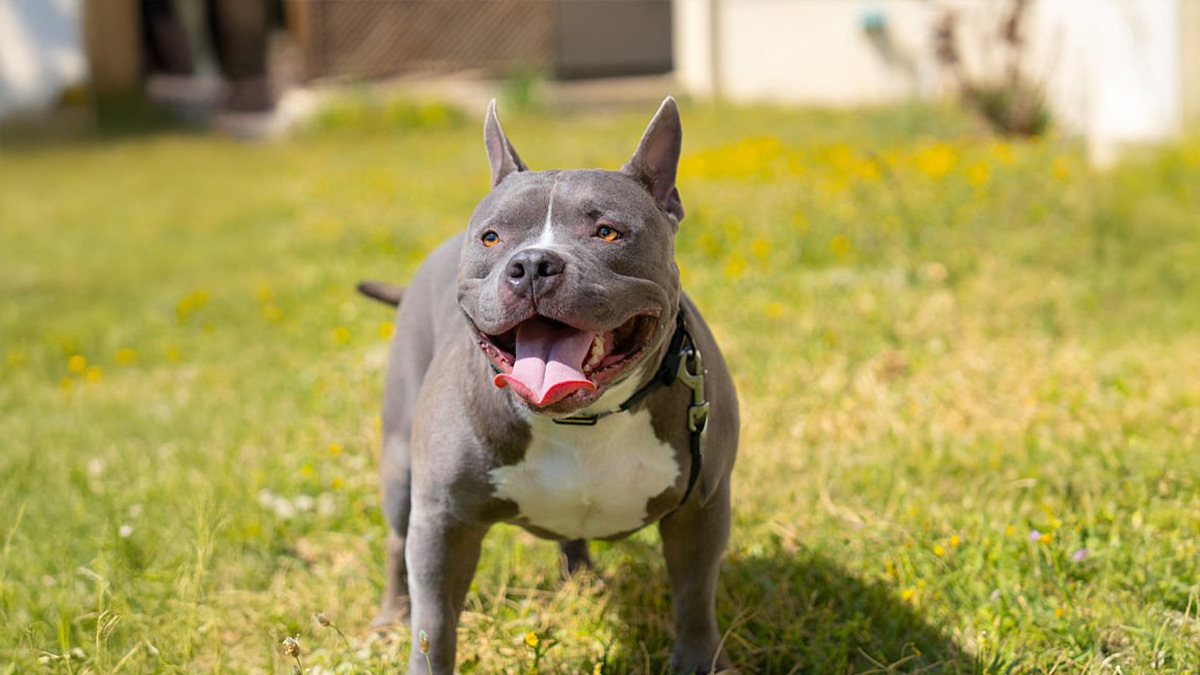 Türkiyede-Yasaklı-Köpek-Irkları--American-Bully-.jpg