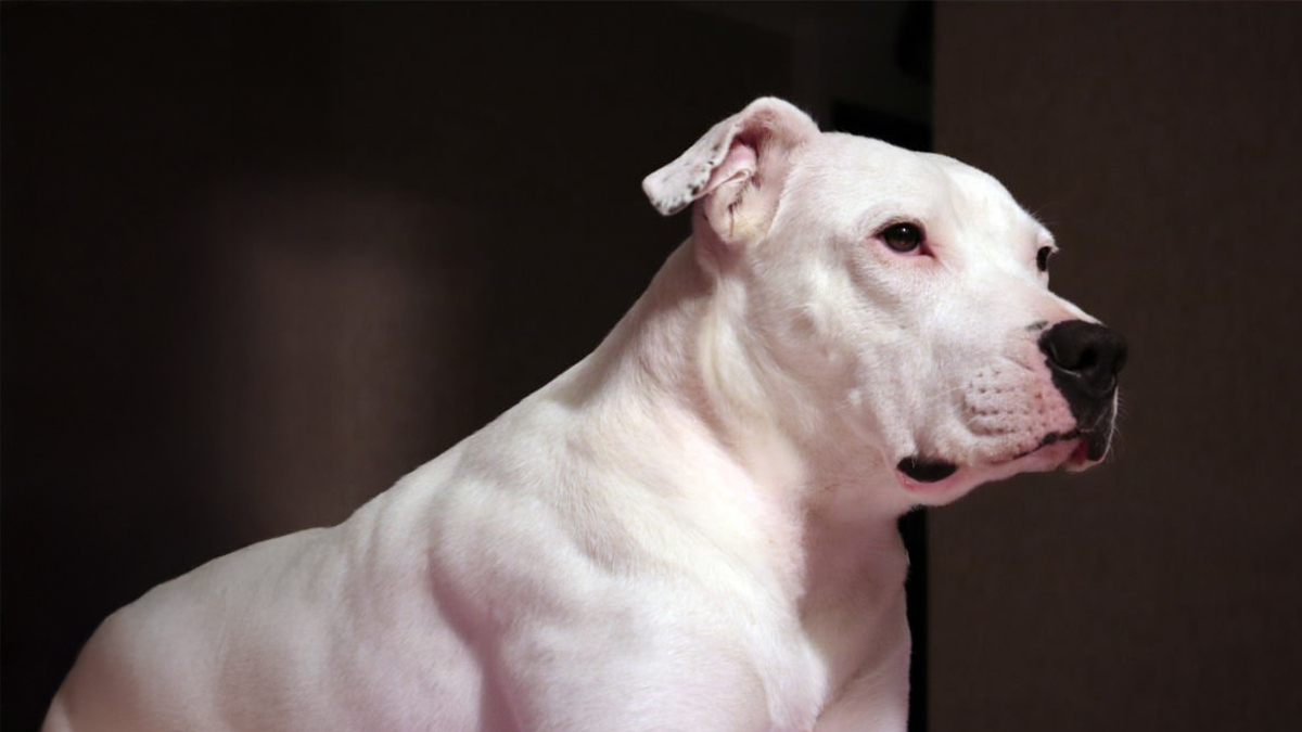 Türkiyede-Yasaklı-Köpek-Irkları--Dogo-Argentino-.jpg