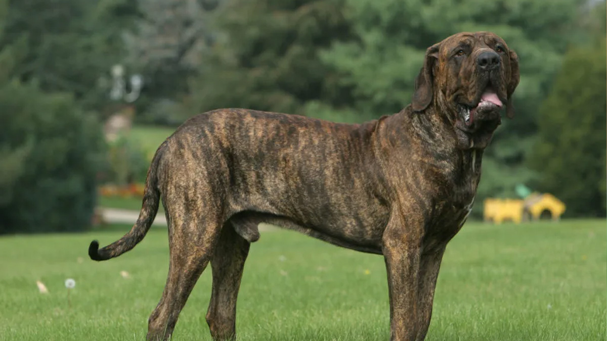 Türkiyede-Yasaklı-Köpek-Irkları--Fila-Brasilerio.jpg