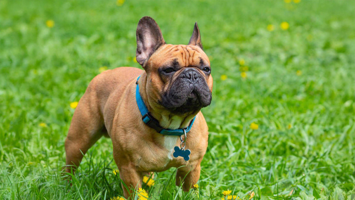 Türkiyede-Yasaklı-Köpek-Irkları--French-Bulldog.jpg