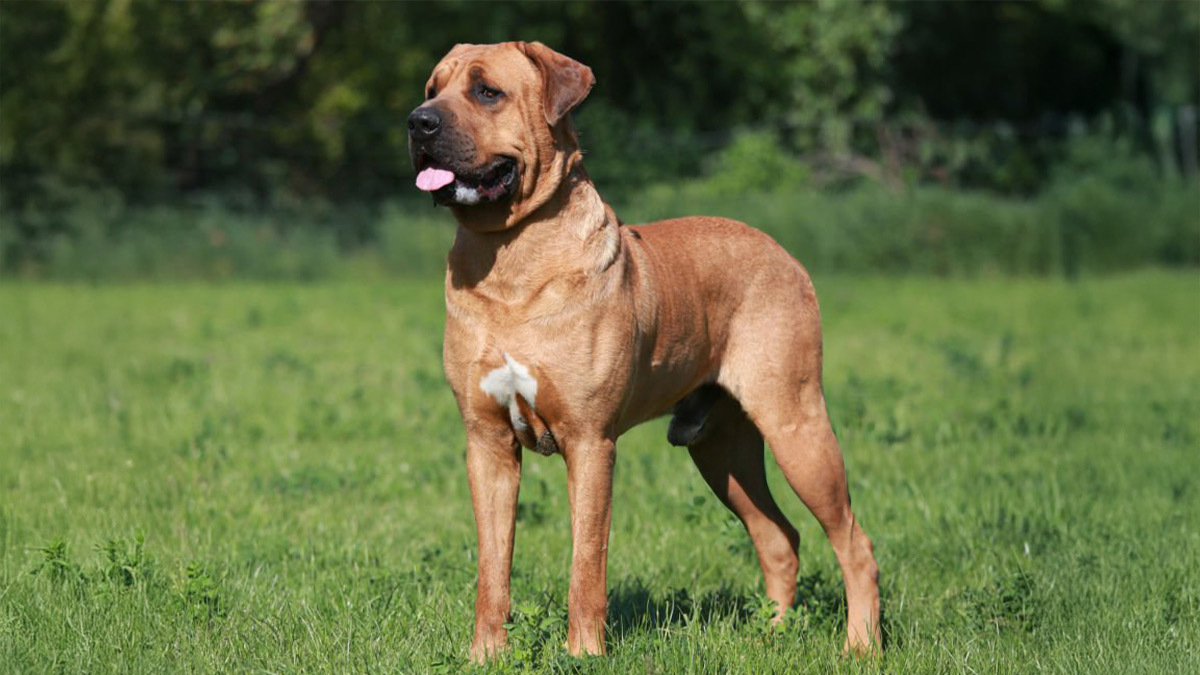 Türkiyede-Yasaklı-Köpek-Irkları--Japanese-Tosa-.jpg