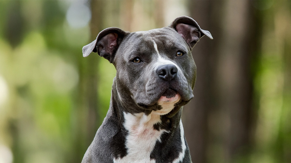 Türkiyede-Yasaklı-Köpek-Irkları-American-Staffordshire-Terrier-.jpg