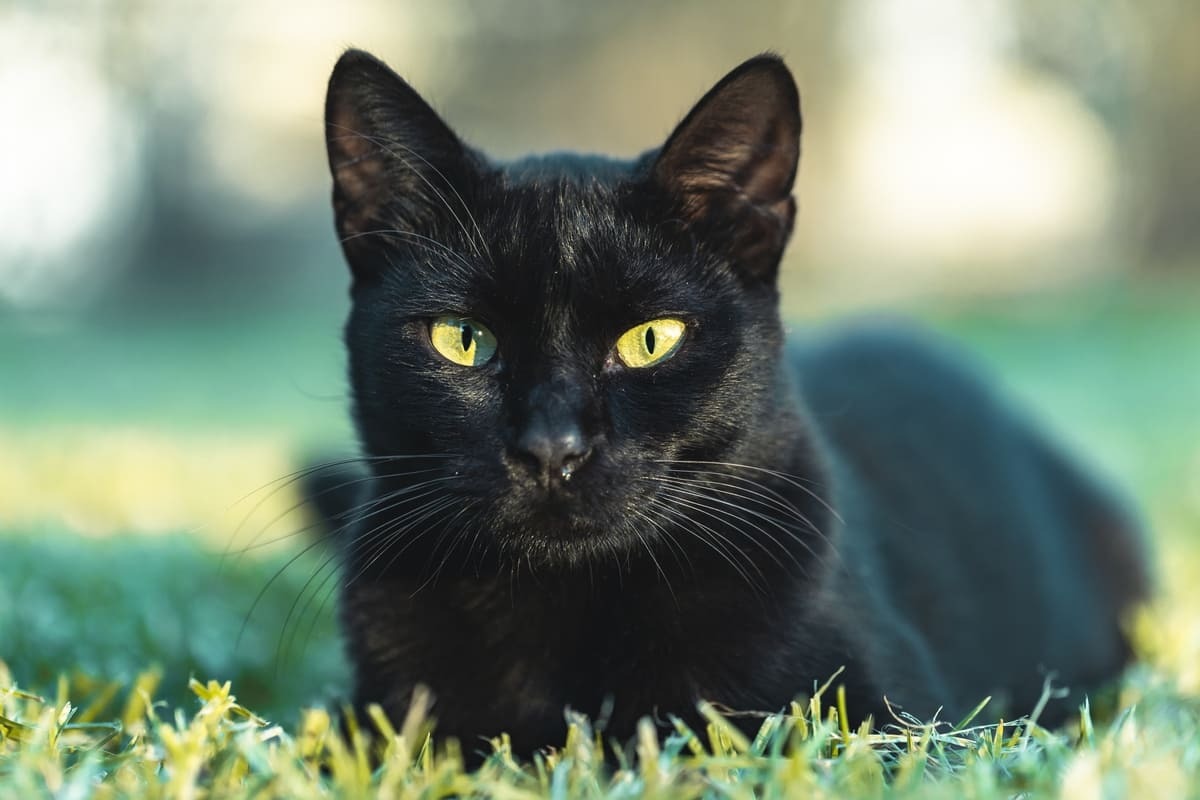 Türkçe-ve-Doğadan-İlham-Alan-Siyah-Kedi-İsimleri.jpg