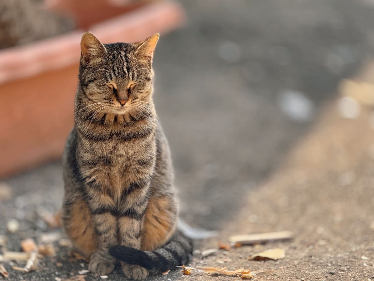 gözleri kapalı duran tekir kedi