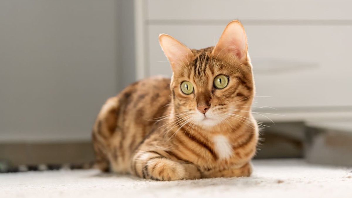 Tüy-Dökmeyen-Kedi-Cinsleri--Bengal.jpg
