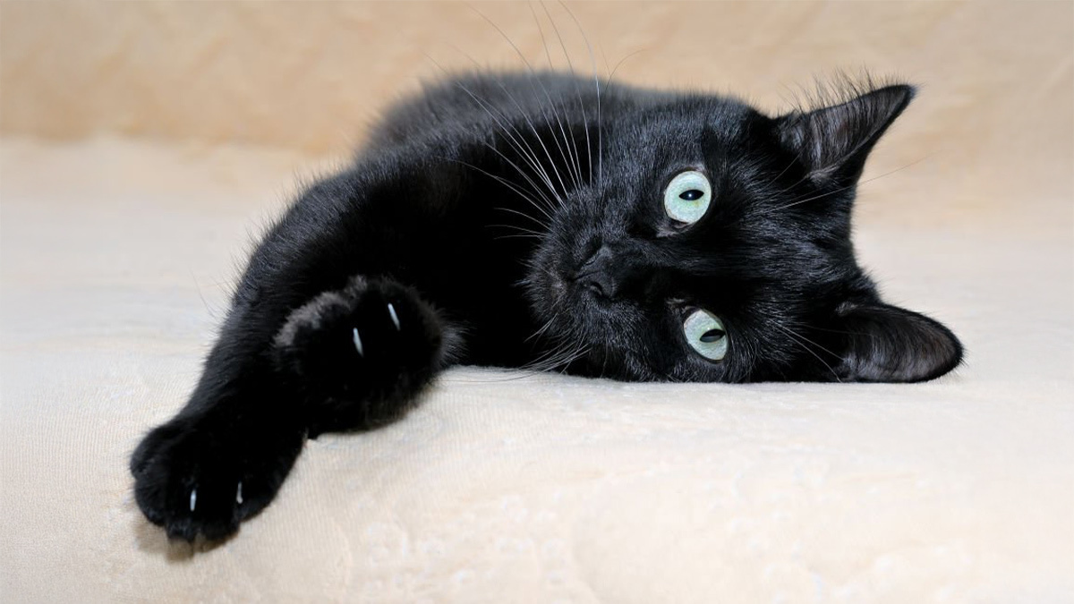 Tüy-Dökmeyen-Kedi-Cinsleri--Bombay-.jpg