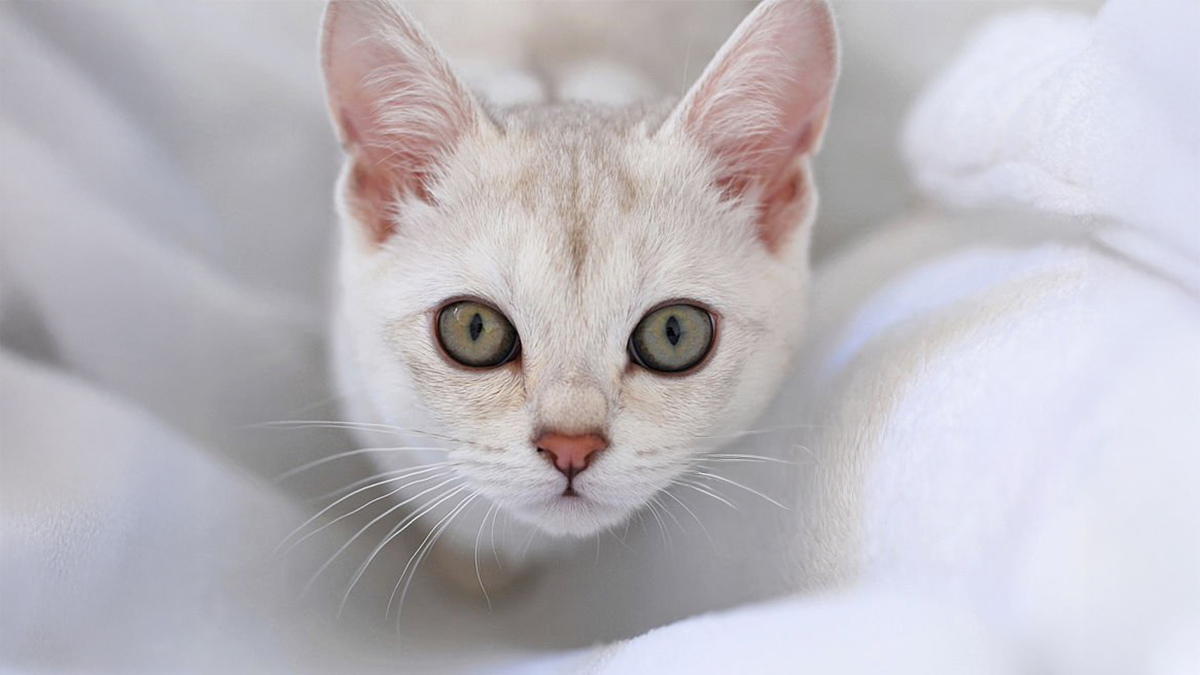 Tüy-Dökmeyen-Kedi-Cinsleri--Burmilla.jpg