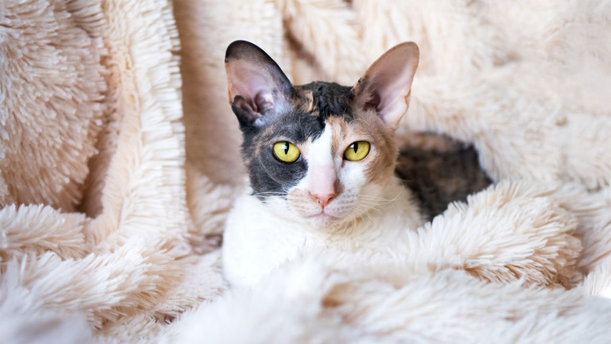 Tüy-Dökmeyen-Kedi-Cinsleri--Cornish-Rex-.jpg