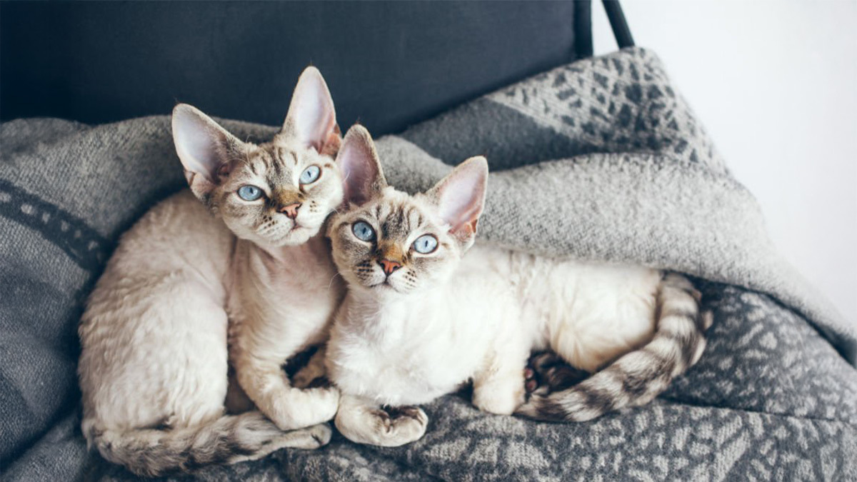 Tüy-Dökmeyen-Kedi-Cinsleri--Devon-Rex-.jpg