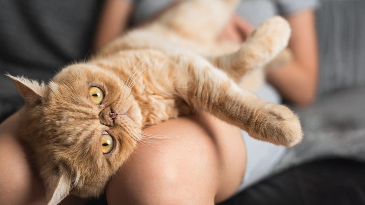 Tüy-Dökmeyen-Kedi-Cinsleri--Exotic-Shorthair-.jpg