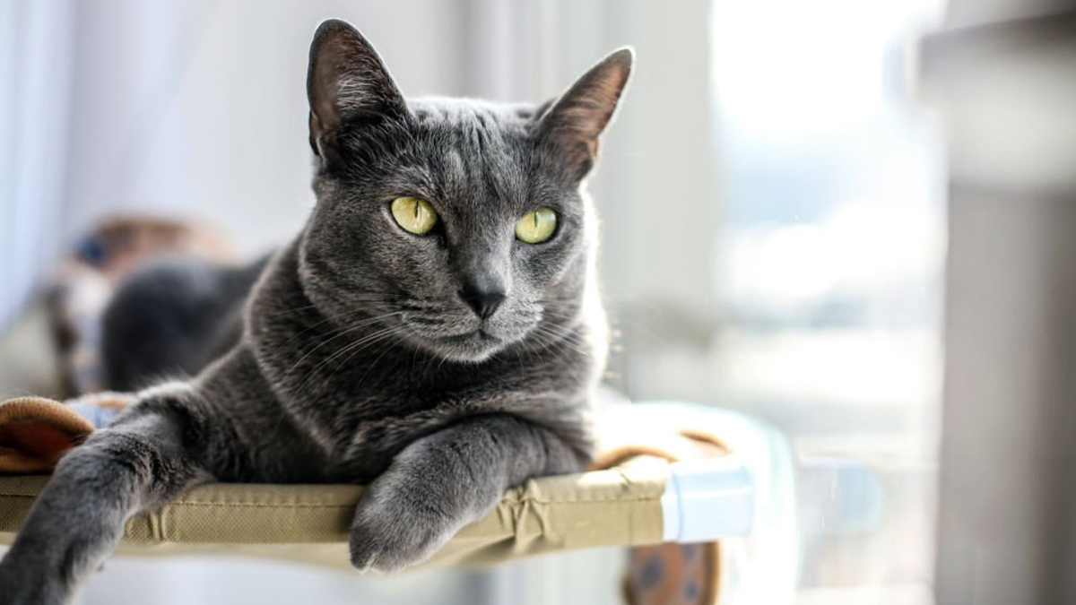 Tüy-Dökmeyen-Kedi-Cinsleri--Russian-Blue.jpg