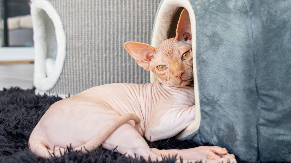 Tüy-Dökmeyen-Kedi-Cinsleri--Spyhnx.jpg