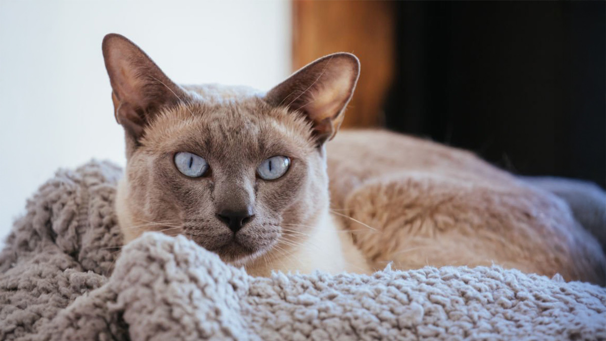 Tüy-Dökmeyen-Kedi-Cinsleri--Tonkinese-.jpg