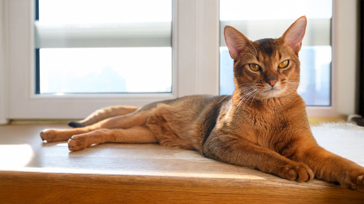Tüy-Dökmeyen-Kedi-Cinsleri-Habeş-.jpg