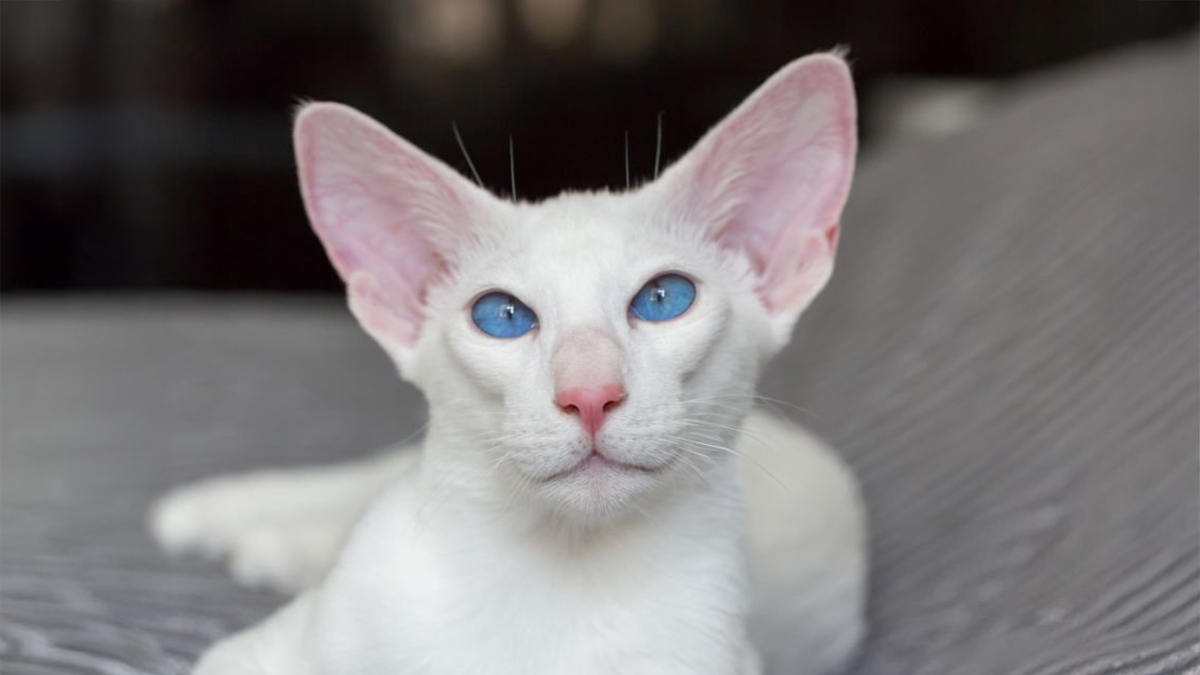 Tüy-Dökmeyen-Kedi-Cinsleri-Oriental-Shorthair-.jpg