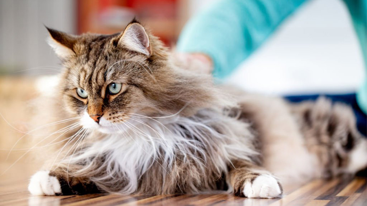 Tüy-Dökmeyen-Kedi-Cinsleri-Sibirya-.jpg