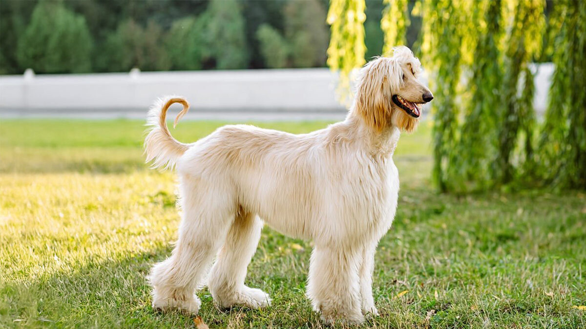 Tüy-Dökmeyen-Köpek-Cinsleri--Afghan-Hound-.jpg