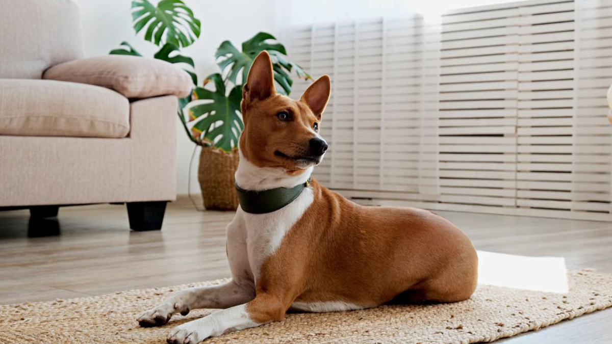 Tüy-Dökmeyen-Köpek-Cinsleri--Basenji-.jpg