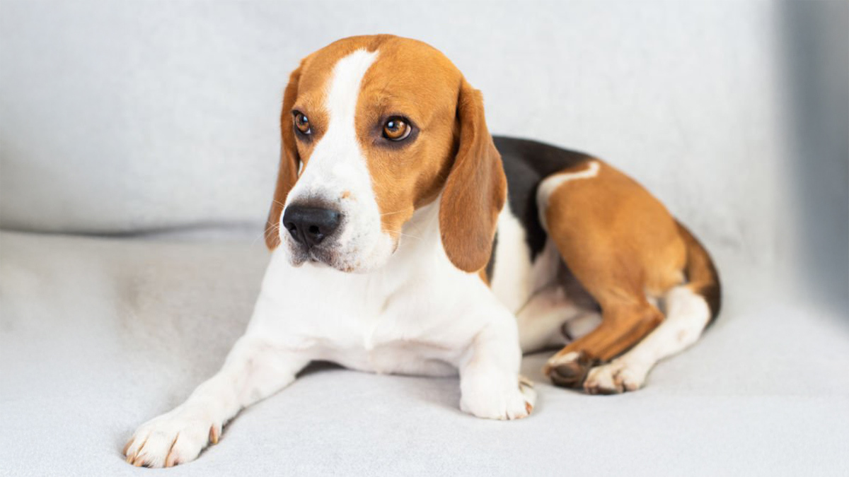 Tüy-Dökmeyen-Köpek-Cinsleri--Beagle-.jpg