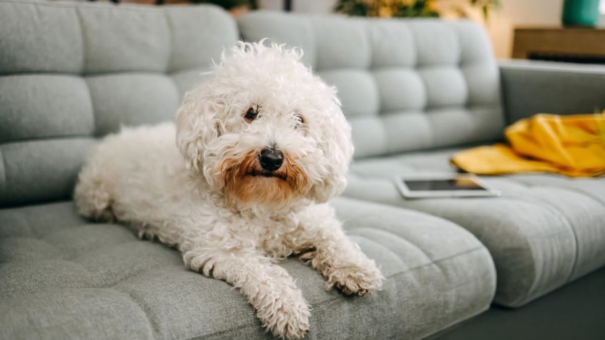 Tüy-Dökmeyen-Köpek-Cinsleri--Bichon-Frise-.jpg