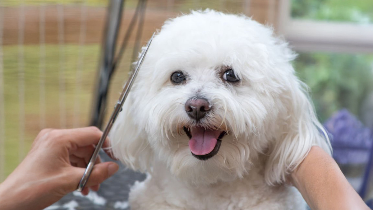 Tüy-Dökmeyen-Köpek-Cinsleri--Bolognese-.jpg