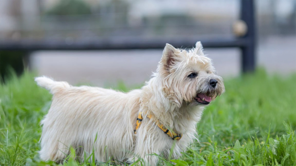 Tüy-Dökmeyen-Köpek-Cinsleri--Cairn-Terrier-.jpg