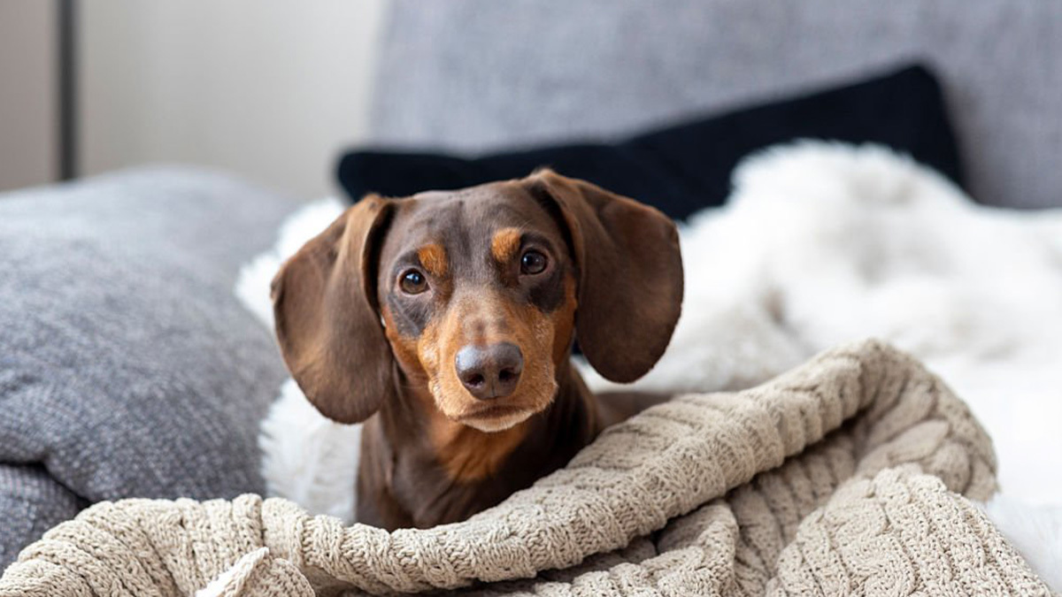 Tüy-Dökmeyen-Köpek-Cinsleri--Dachshund-.jpg