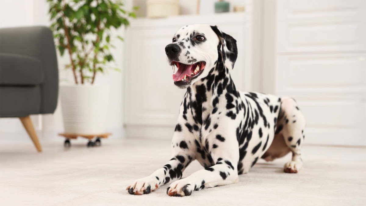 Tüy-Dökmeyen-Köpek-Cinsleri--Dalmaçyalı-.jpg